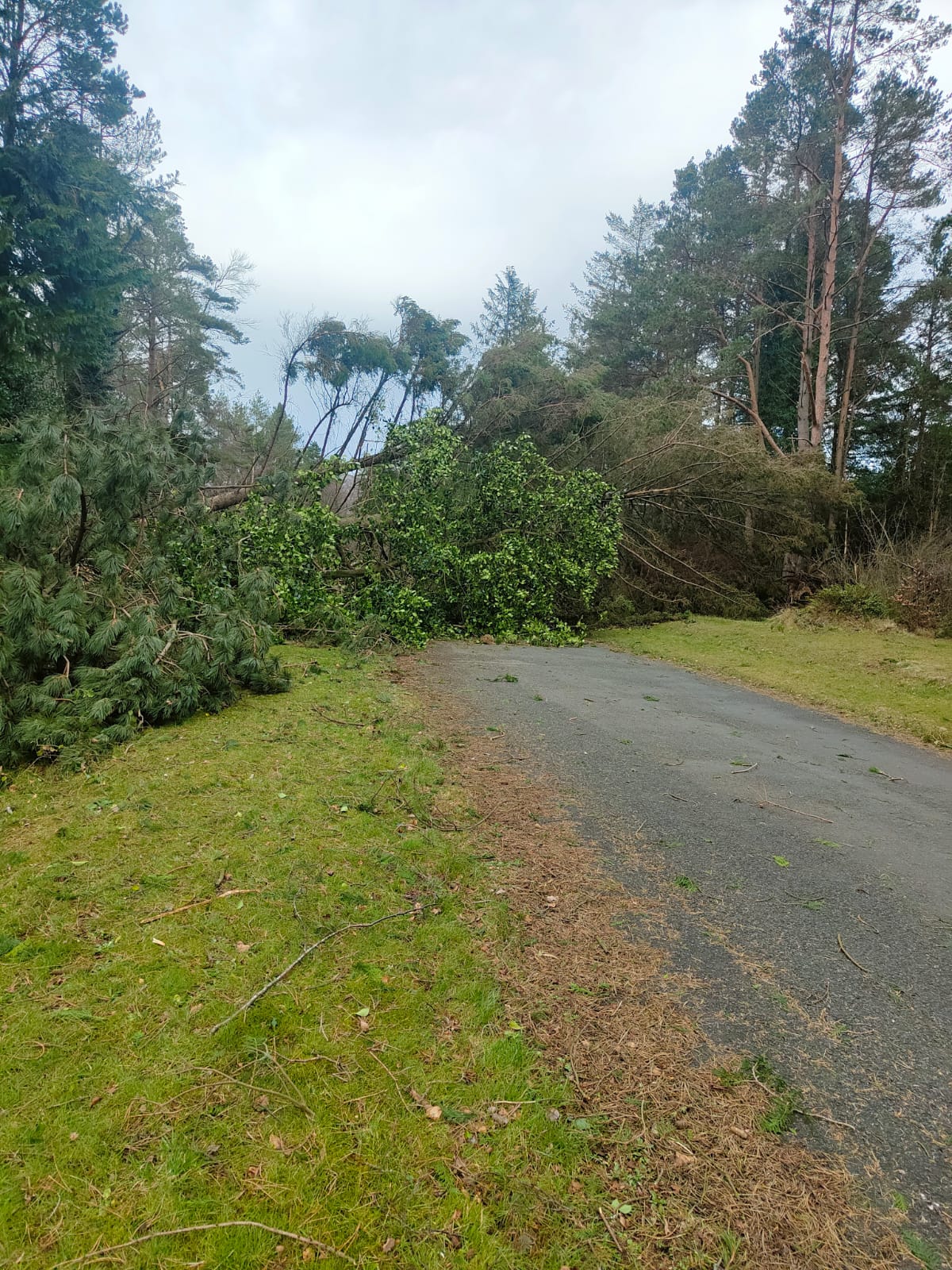 Fallen Trees | NI Water News